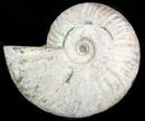 Silver Iridescent Ammonite - Madagascar #47497-1